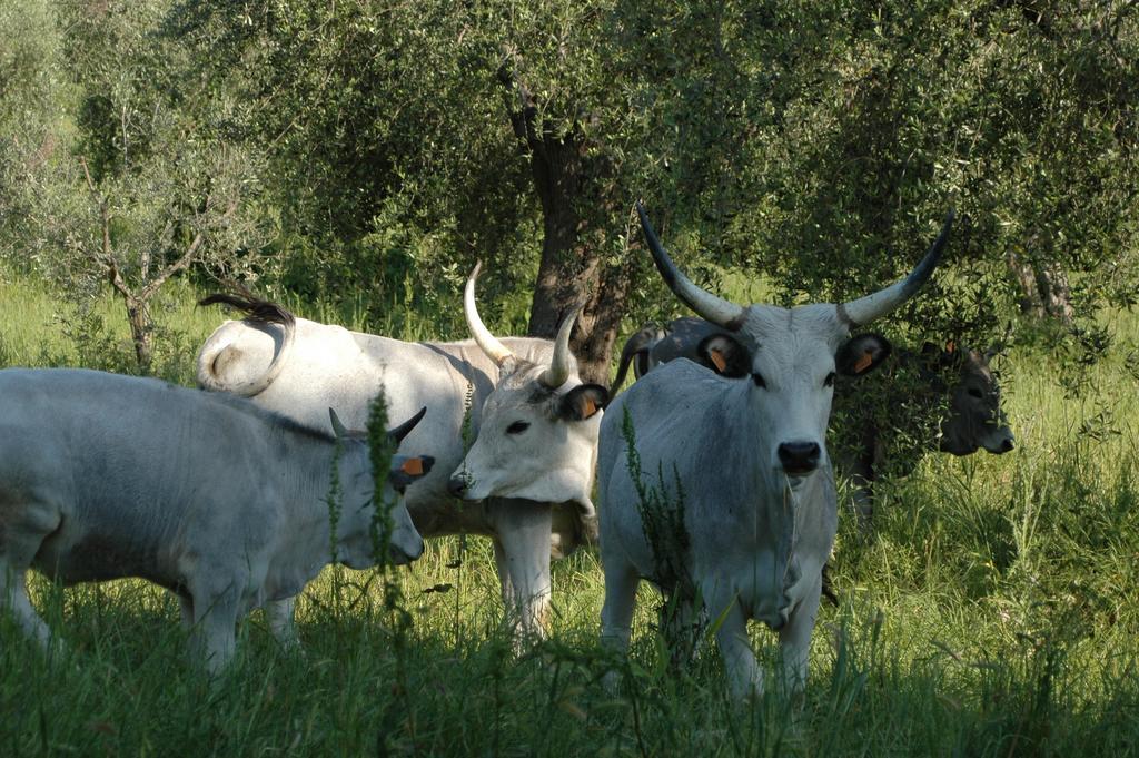 Agriturismo Bio Le Macchie Alte Manciano Eksteriør bilde